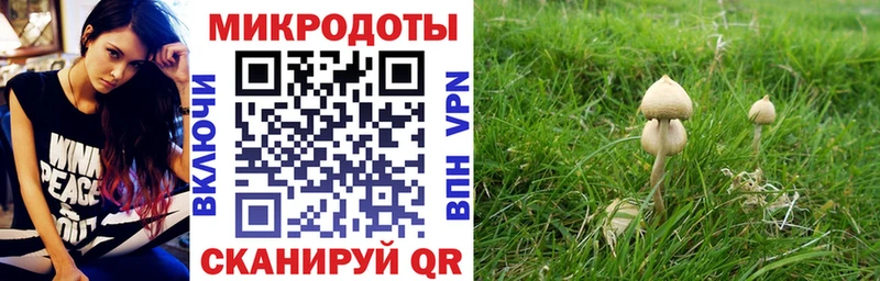 Псилоцибиновые грибы Psilocybe  Красный Кут 